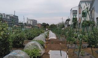 シェア畑シェア畑 仙川 伊藤農園 教室画像3