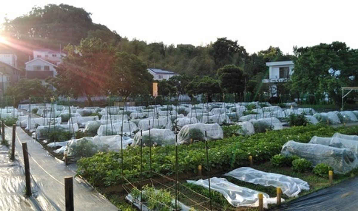 シェア畑 教室 3