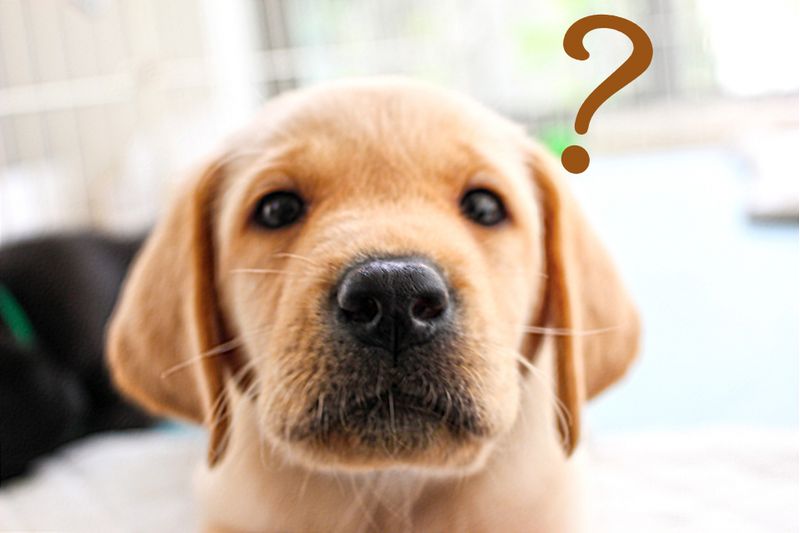 子供に英会話をいつから始めさせたらいいの?英会話教室の選び方も紹介!