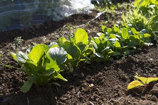 八潮駅サウスファーム13