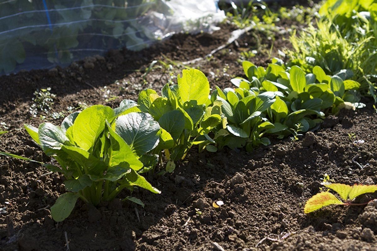 八潮駅サウスファーム13