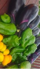 シェア畑 教室 3