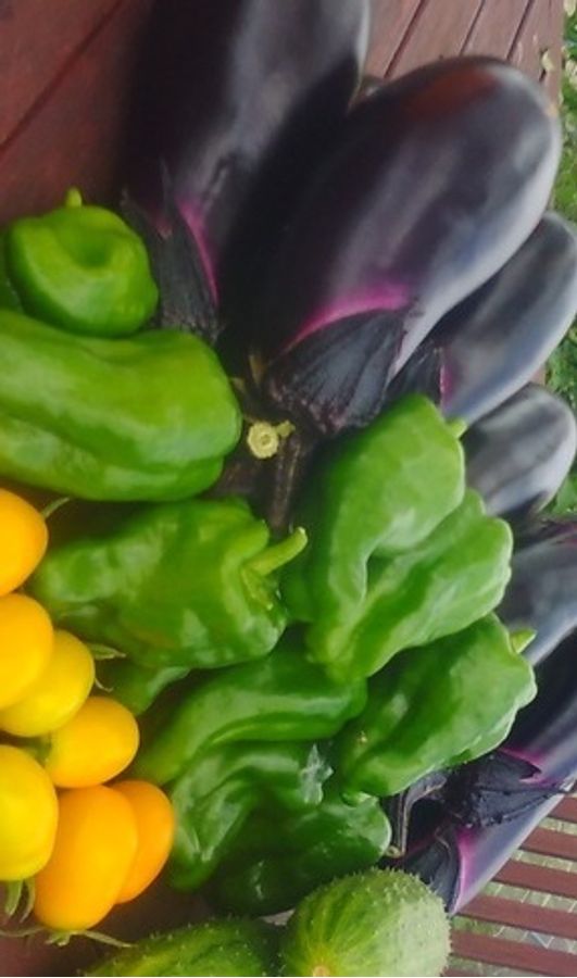 シェア畑 教室 3