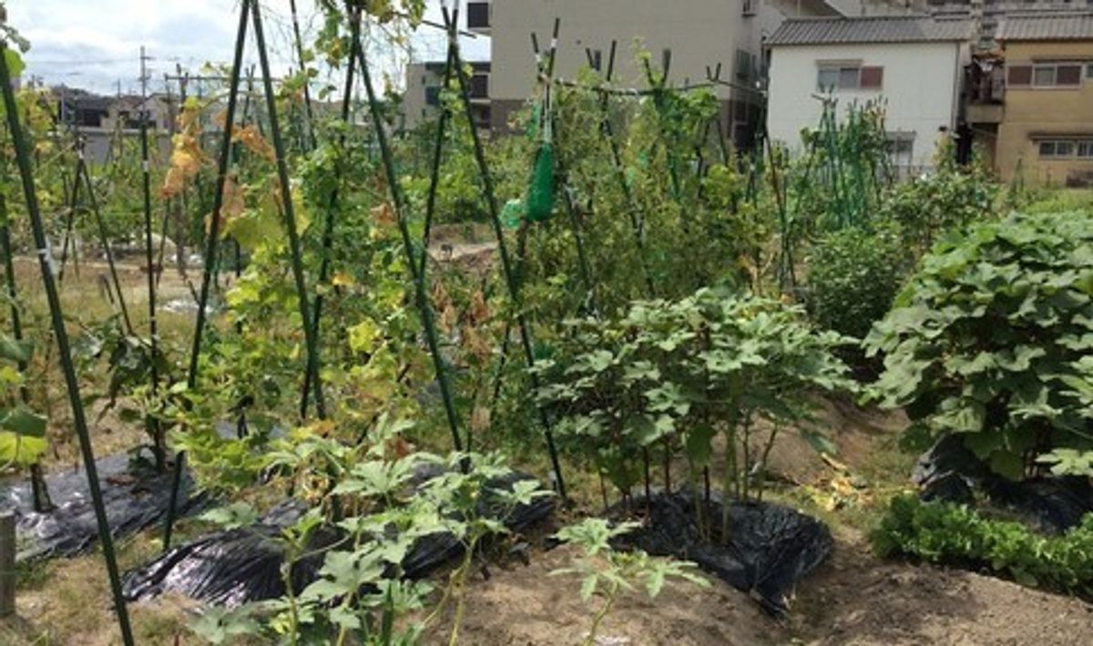 シェア畑 八尾久宝寺4