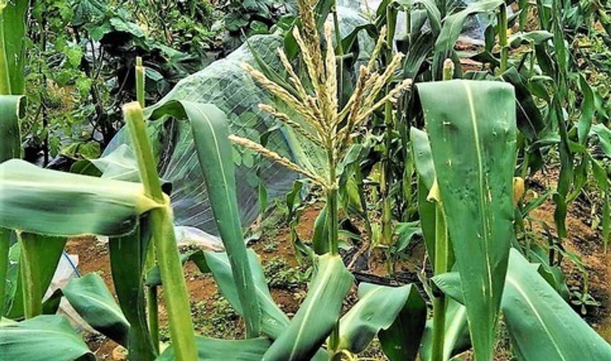 シェア畑 足立青井6