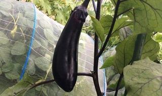 シェア畑 武庫川6