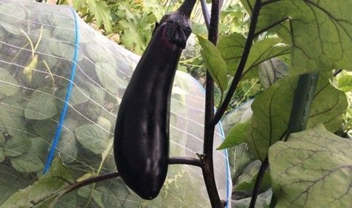 シェア畑 武庫川6