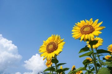 朝日小学生新聞の夏イベント「朝小サマースクール」で多彩な体験を