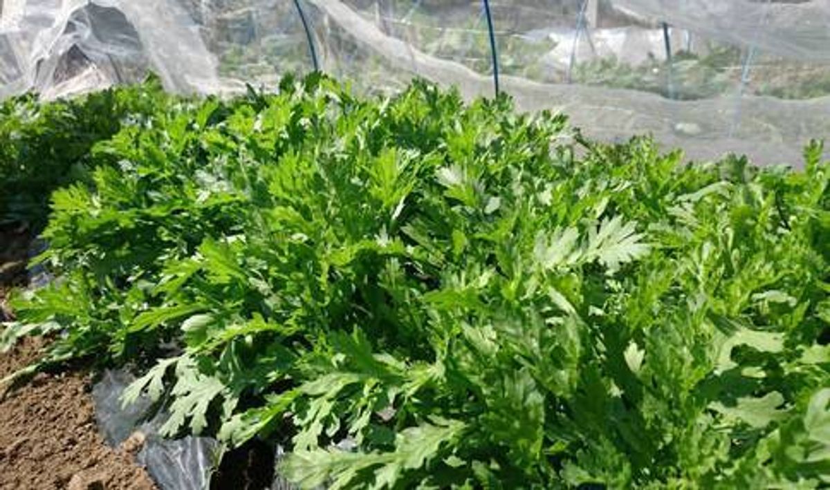 シェア畑 川口6