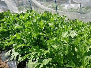 シェア畑 川口6