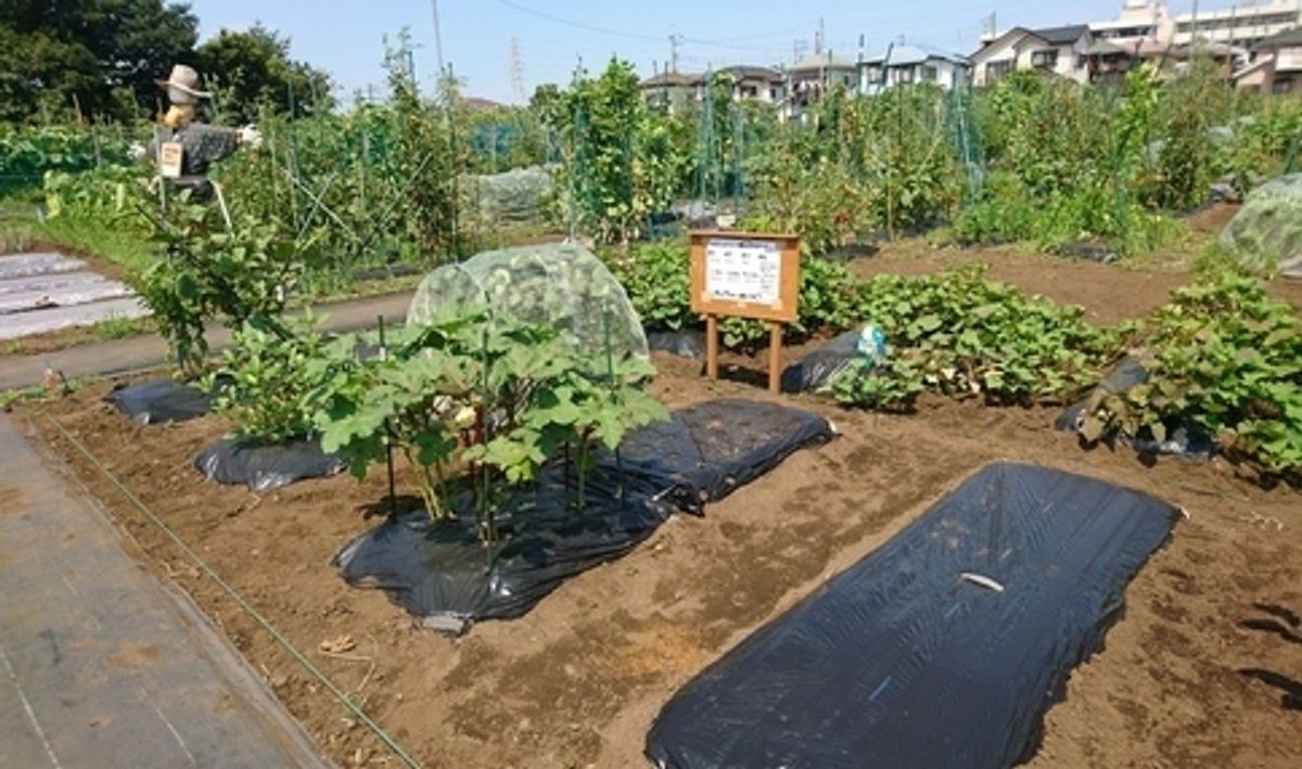 シェア畑 新横浜6