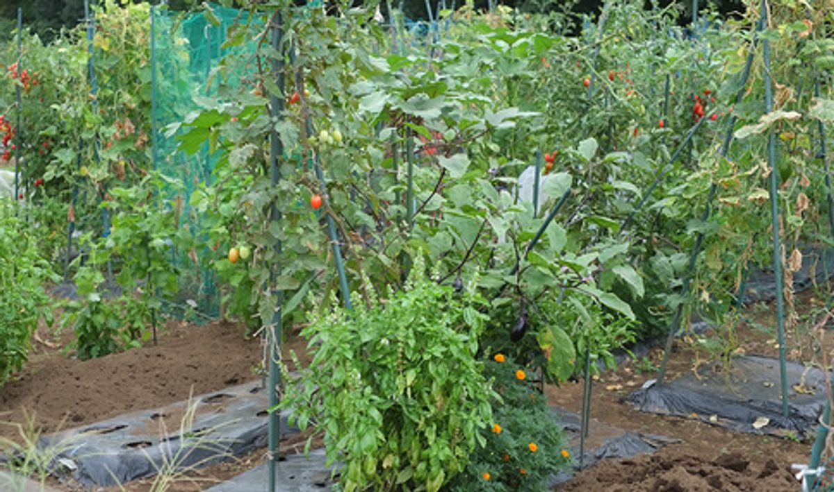 シェア畑 麻生4