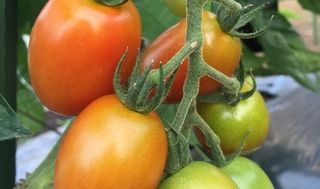 シェア畑 東有馬4