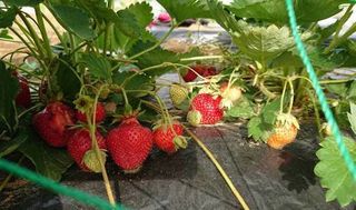 シェア畑 さいたま与野14