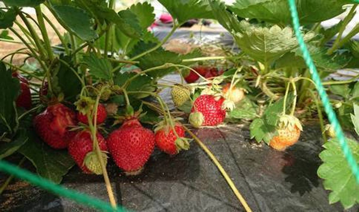 シェア畑 さいたま与野14