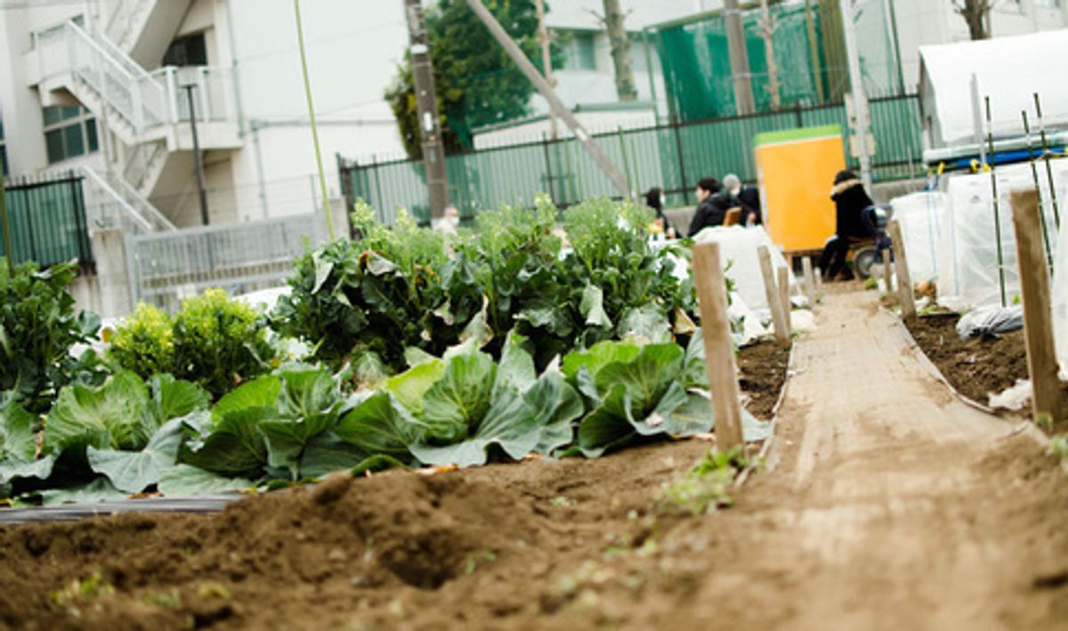 シェア畑 深大寺2