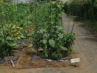 シェア畑 駒沢10