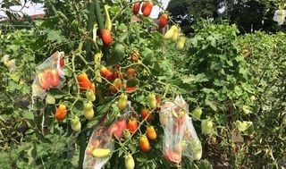 シェア畑 浜田山7