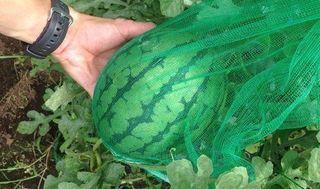 シェア畑 駒沢8