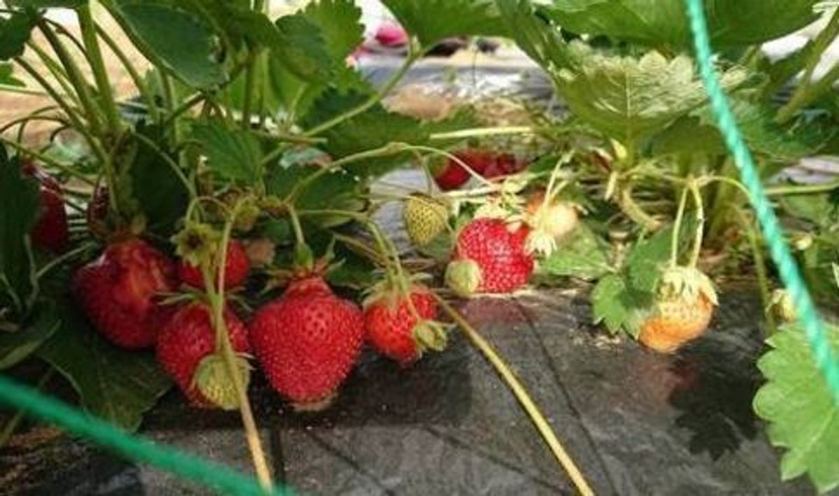 八潮駅サウスファーム7