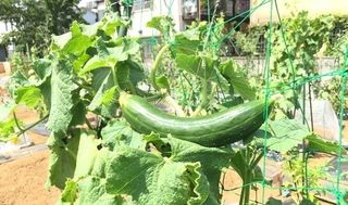 シェア畑 教室 4