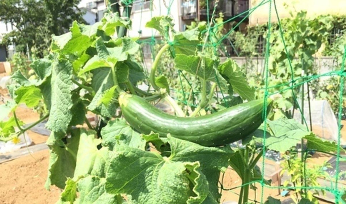 シェア畑 教室 4