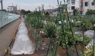 シェア畑 仙川 伊藤農園6