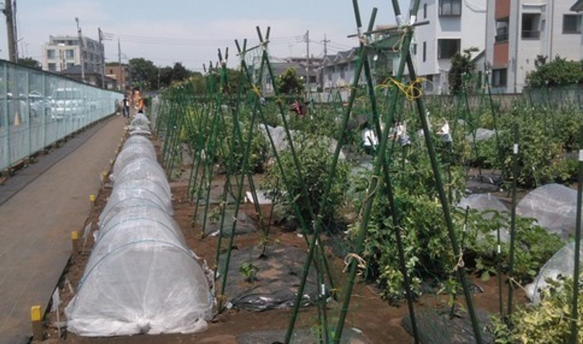 シェア畑 仙川 伊藤農園6