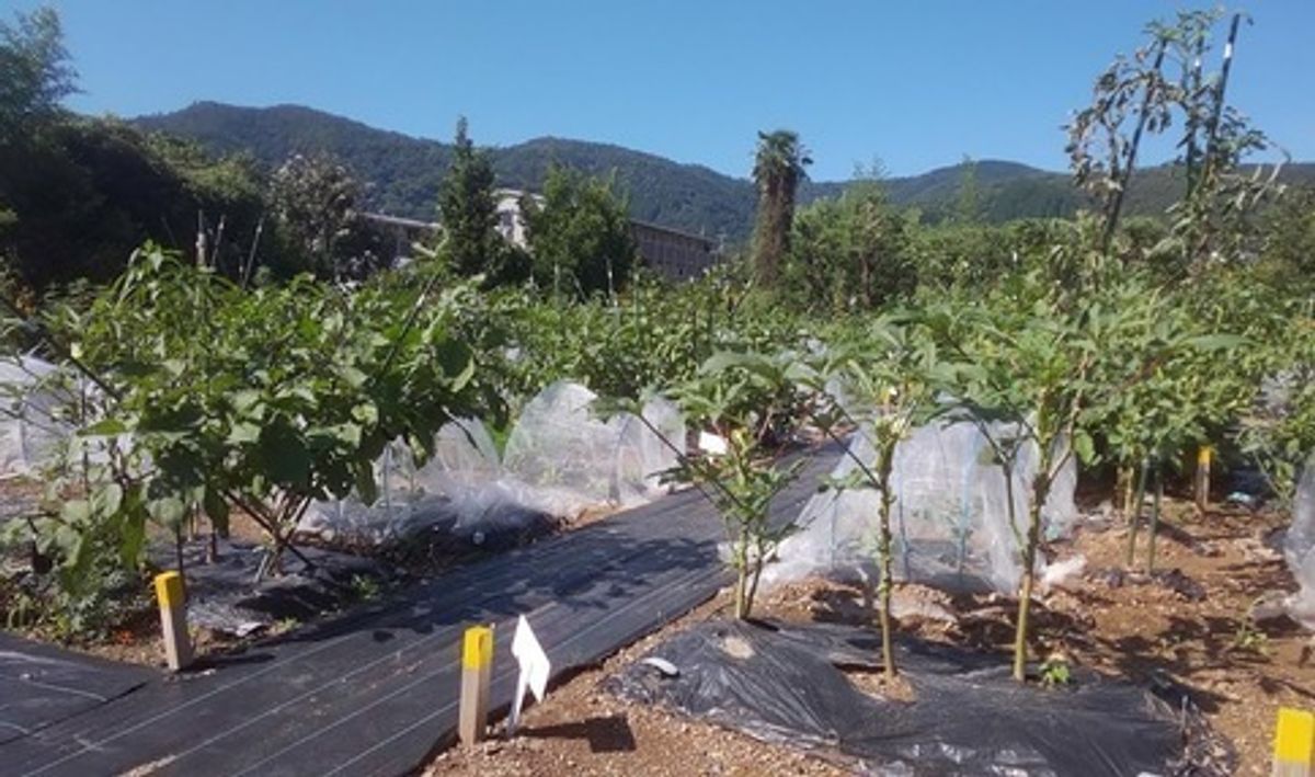 シェア畑 嵯峨嵐山3