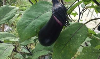 シェア畑 教室 4