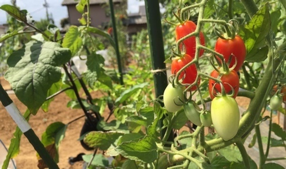 シェア畑 教室 2