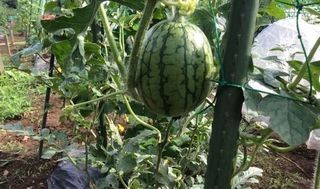 シェア畑 大宮堀の内4