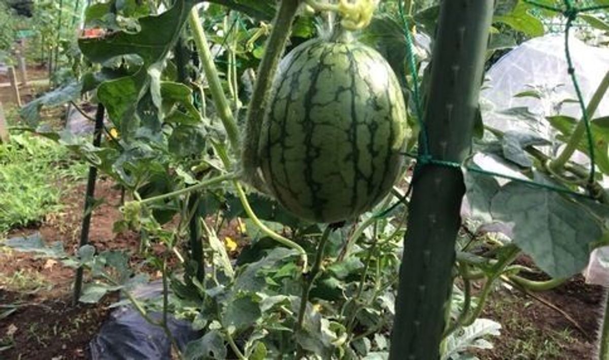 シェア畑 大宮堀の内4