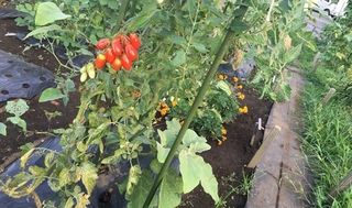 シェア畑 深大寺11