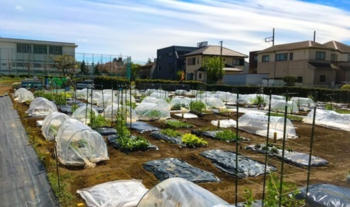 シェア畑 足立青井2