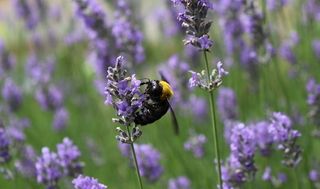 シェア畑 教室 4