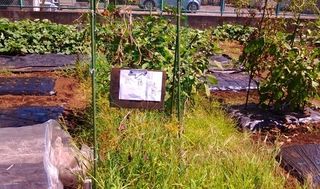 シェア畑 深大寺3