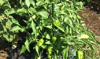 シェア畑 練馬桜台10