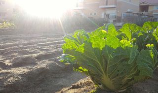 シェア畑 八尾久宝寺2