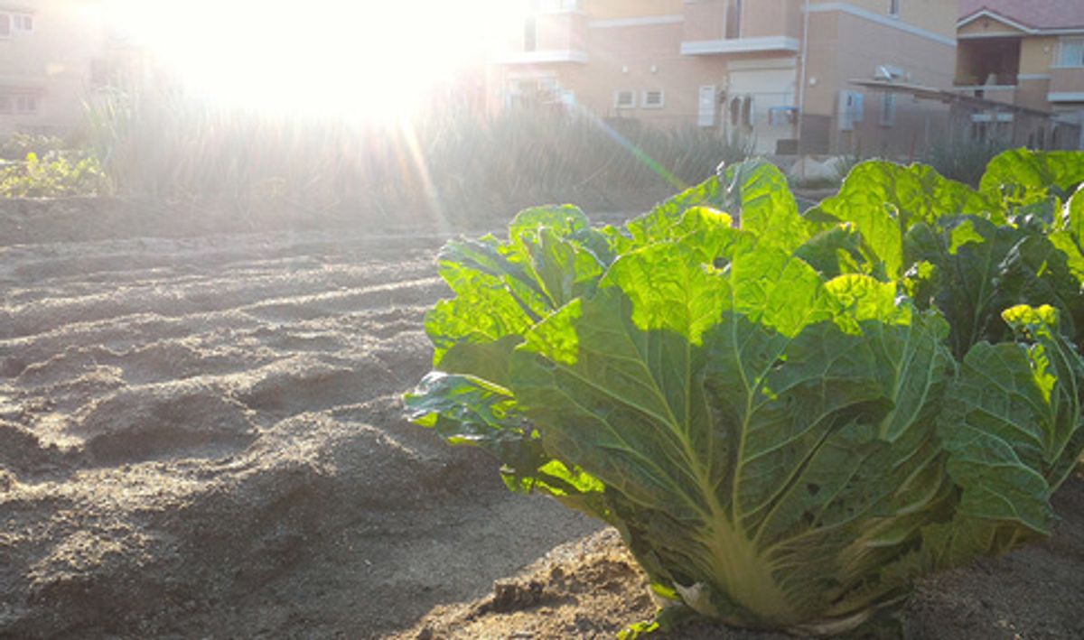 シェア畑 八尾久宝寺2