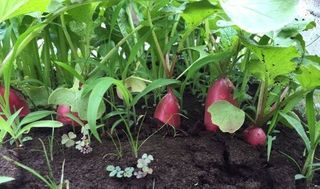 シェア畑 多摩落川9