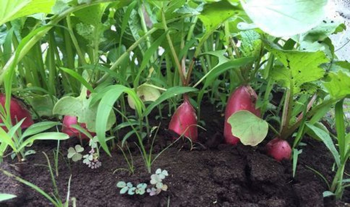 シェア畑 多摩落川9