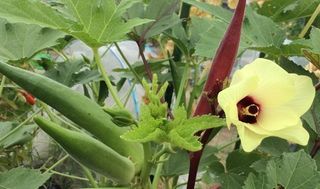 シェア畑 八尾久宝寺7