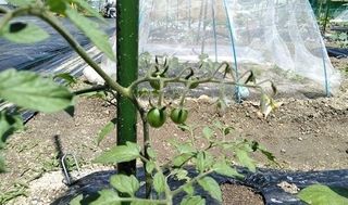 シェア畑 門真7