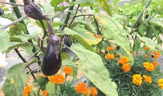 シェア畑 教室 4