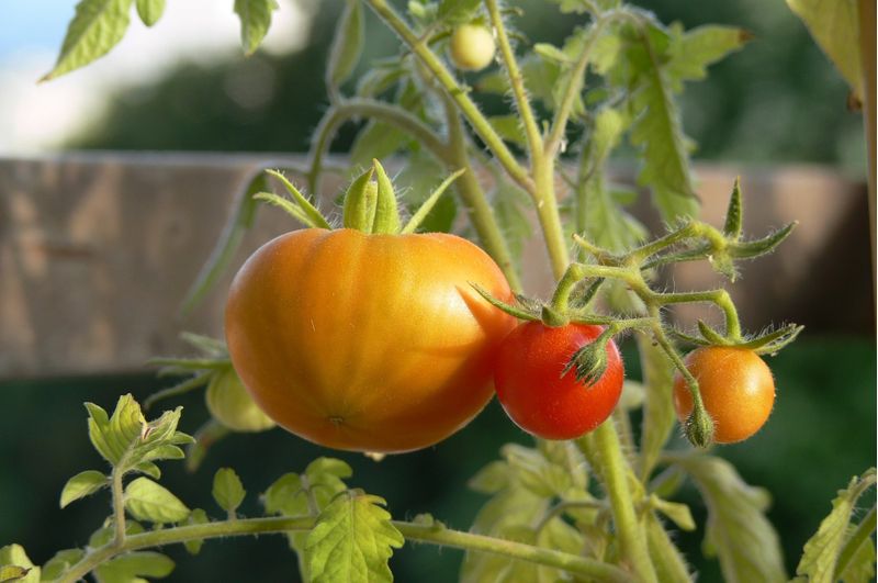 子供と家庭菜園で食育！初心者向けの野菜は？必要な道具は？