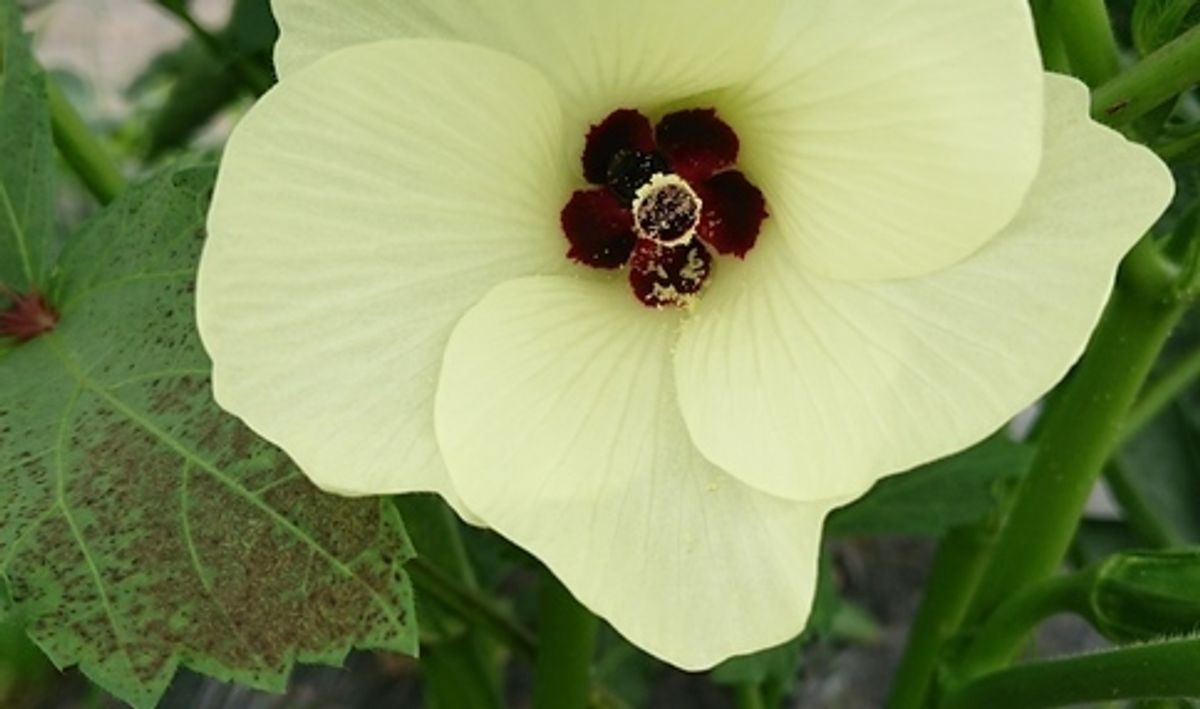 シェア畑 蕨イーストファーム8