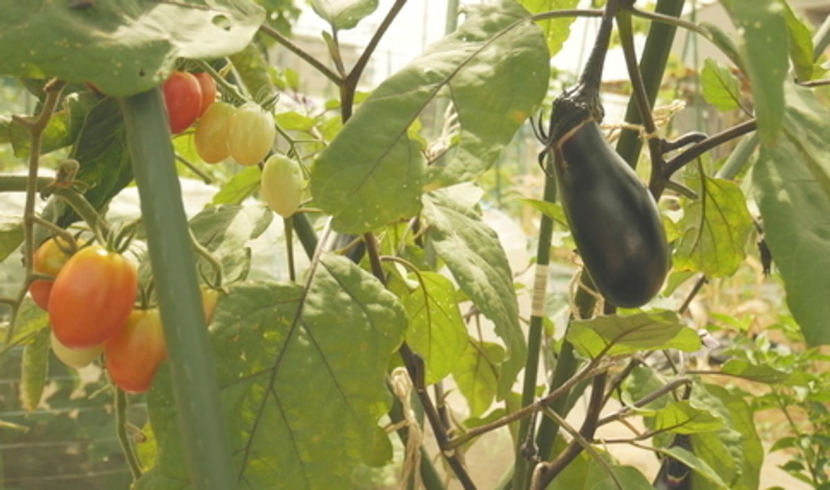 八潮駅サウスファーム6