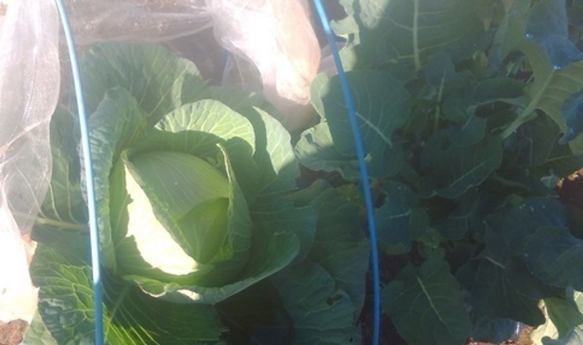 シェア畑 教室 2