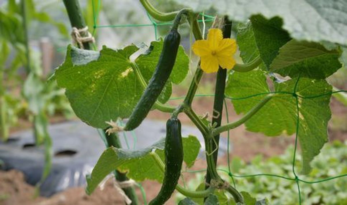 シェア畑 多摩落川8